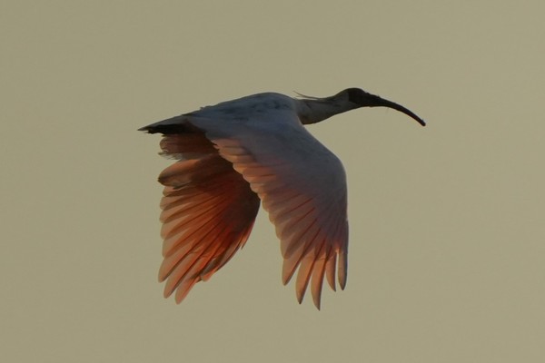 해질녘 따오기의 분홍빛 날갯짓이 노을에 비쳐 신비로움을 자아낸다. 