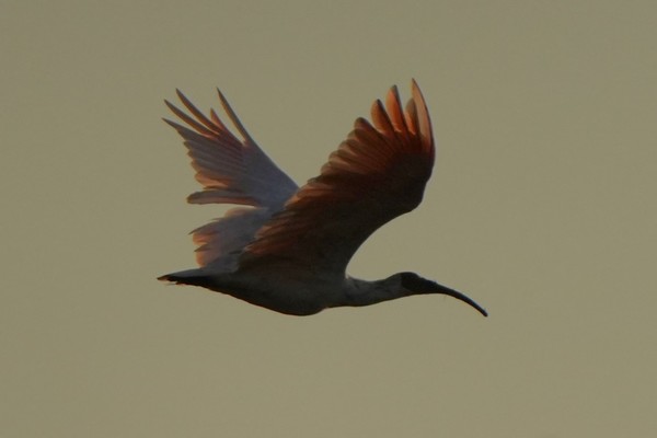 해질녘 따오기의 분홍빛 날갯짓이 노을에 비쳐 신비로움을 자아낸다.
