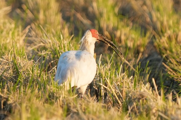 논바닥에서 진흙을 뒤져 먹이를 찾고 있는 따오기.