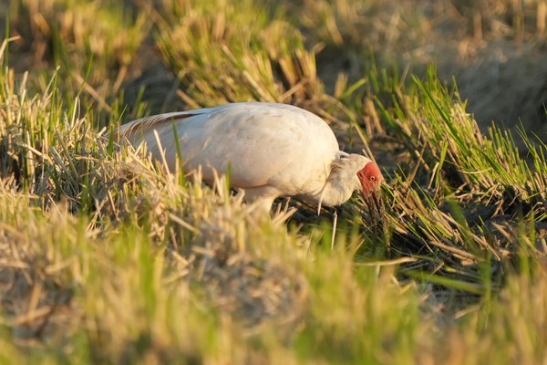 논바닥에서 진흙을 뒤져 먹이를 찾고 있는 따오기.