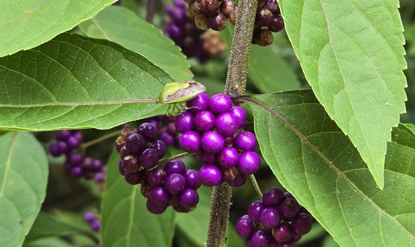 자수정 구슬 같은 좀작살나무 열매.