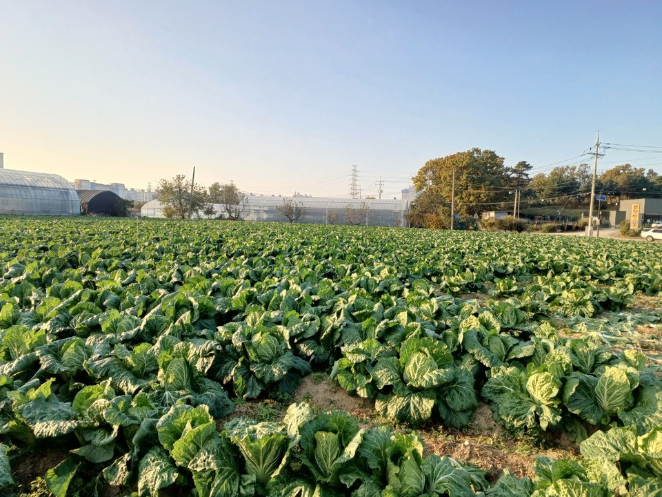 화전마을조합이 여는 '알뜰배추장터'에서는 인근 농지에서 생샌한 건강한 농산물을 판매한다. [사진제공=화전마을조합]