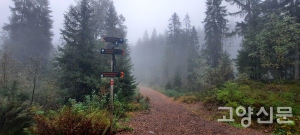 미래도서관 숲 노르웨이 가문비나무들과 함께 가을 & 겨울 풍경.