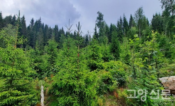 미래도서관 숲 10살 남짓 가문비나무 몸통에 사춘기 수염처럼 가시가 돋아있다.