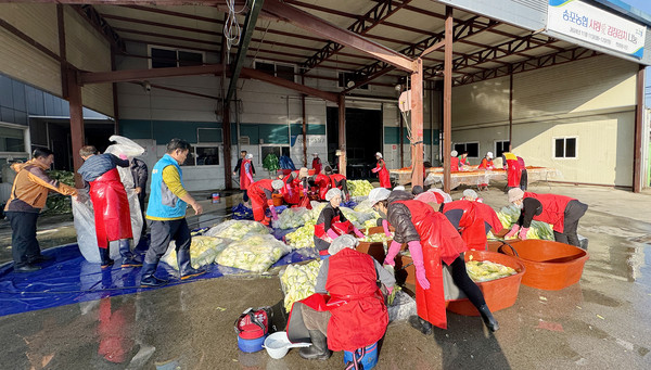 절임배추를 정리하고 물기를 빼 김장을 준비하는 희망봉사단과 여성조직. 송포농협 이사들도 동참했다.