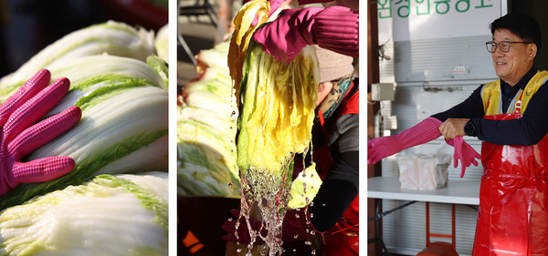 절인 배추와 물기를 빼는 배추, 심은보 조합장이 김장 담글 준비를 하고 있다.