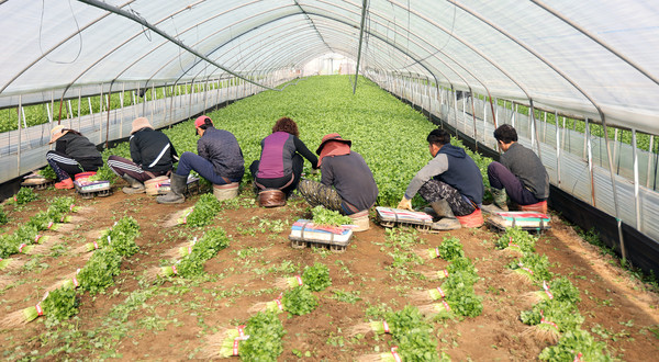 아들과 딸도 농장에서 함께 일을 한다. 4명의 가족이 각자의 위치에서 열심히 농업에 전념하고 있다.