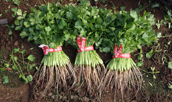 이용연 회장이 가족과 함게 키우는 '고수'. 이 회장 농장의 농산물은 소비자들에게 인기가 많다.