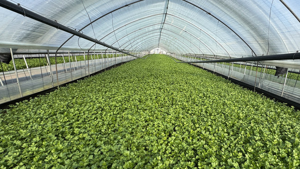 초록 대로처럼 가지런하게 쭉 뻗은 시설채소.. 