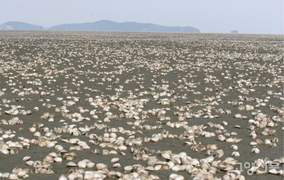 2006년 5월 일어난, 새만금 갯벌 조개떼 폐사 [사진 = 주용기 생태문화연구소장 제공]
