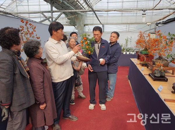 김경태 원장이 관람객들에게 1년간 푸른 잎을 달고 있는 상록 애기감에 대해 설명하고 있다.