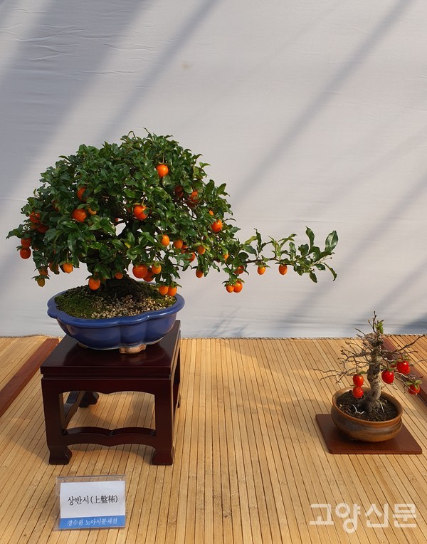 상록잎을 자랑하는 상반시 품종.