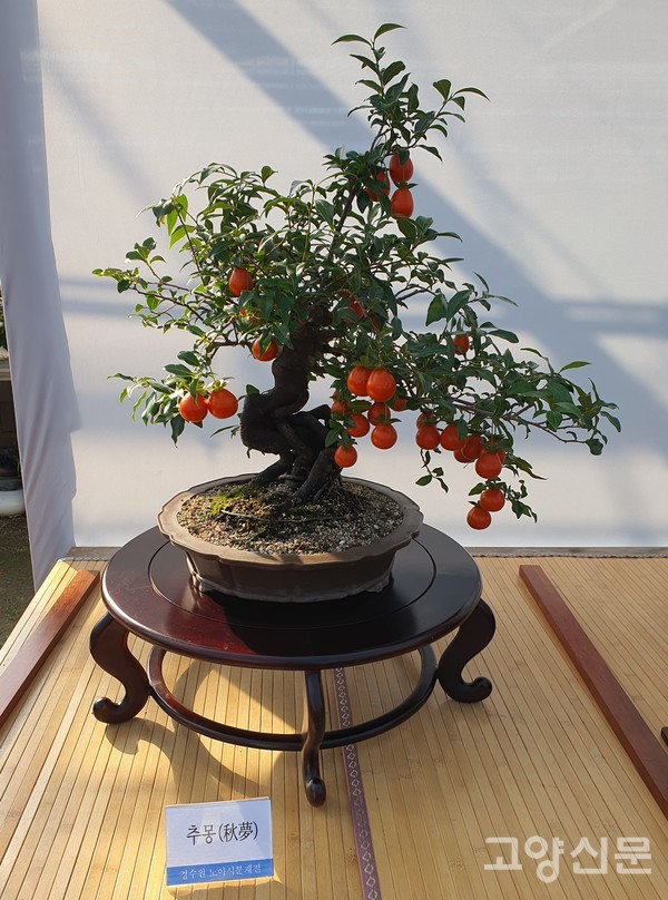 경수원에서 이름 붙인 '추몽' 품종은 상표등록 예정이다.