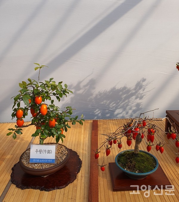 경수원이 이름붙인'우랑'.품종은 상표등록 예정이다