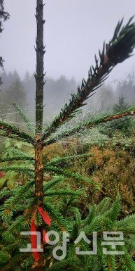 미래도서관숲 가문비나무, 10살이 된 어린 가문비나무 몸통엔 사춘기 아이처럼 가시가 돋아있고 빨간 리본이 달려있다. [이철규 북유럽 특파원]