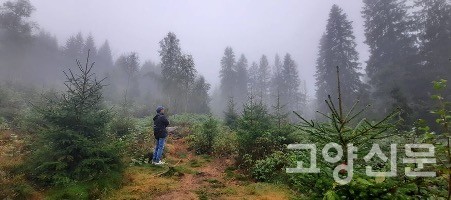 미래도서관 숲 가을, 미래도서관숲. [이철규 북유럽 특파원]