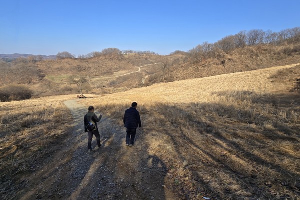 연강나룻길 능선길에는 율무밭이 넓게 펼쳐진다.