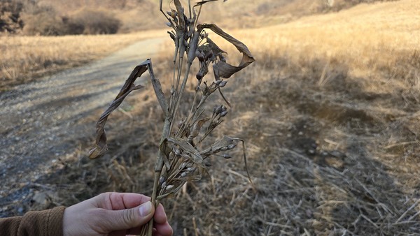 수확이 끝난 율무밭에 낙곡이 떨어져 있다.