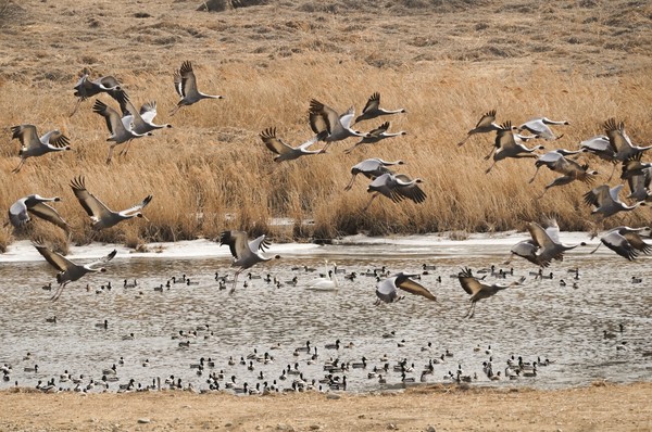 연천 임진강 망제여울 위를 날고 있는 재두루미 무리.
