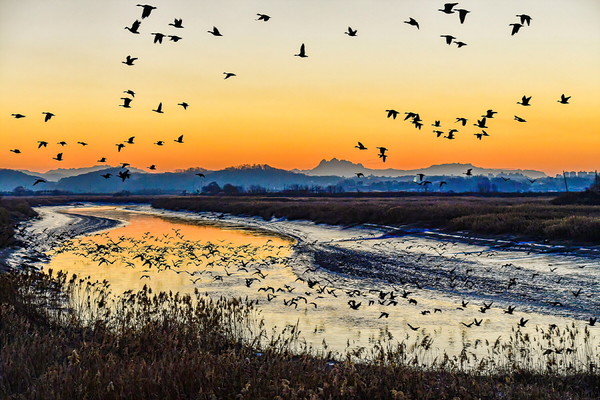 겨울 철새들의 천국인 공릉천 하구 습지 풍경. [사진제공=고양예술사진영상클럽]