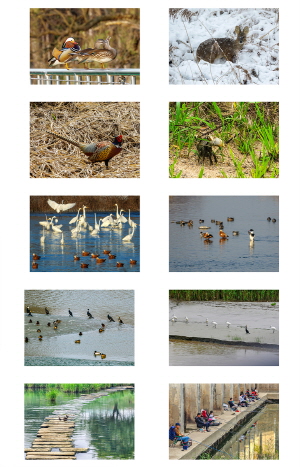 공릉천에서 만난 다양한 생명과 사람들의 모습. [사진제공=고양예술사진영상클럽]