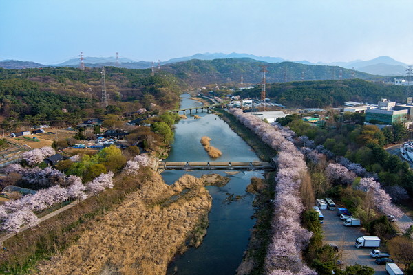 벚꽃이 만개한 봄날의 공릉천변. 물길 오른쪽은 양주 삼하리이고, 왼쪽은 고양시 구간 최상류 지점인 선유동이다. [사진제공=고양예술사진영상클럽]