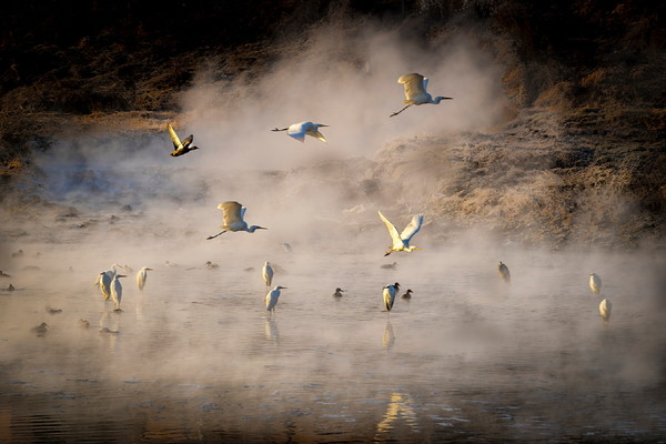 물안개가 피어오르는 겨울 공릉천 위를 날아오르는 백로들. [사진제공=고양예술사진영상클럽]