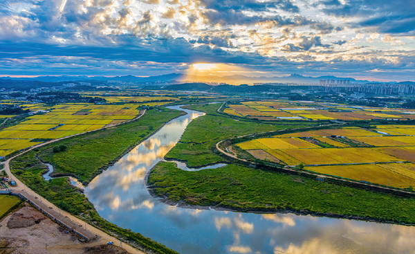 하천 습지의 모습이 보존된 공릉천 하구의 초가을 풍경. 교하들녘이 황금빛으로 물들어가고 있다. [사진제공=고양예술사진영상클럽]