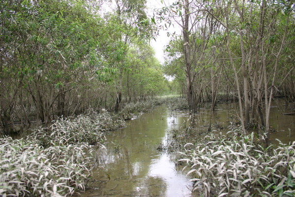 생태관관지역에 선정된 장항습지의 갯물숲 모습. [사진제공=에코코리아]
