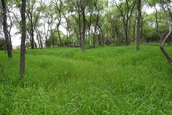 장항습지의 습초지. [사진제공=에코코리아]