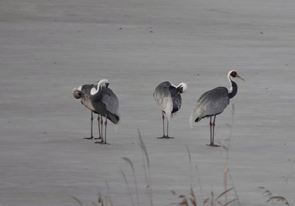 장항습지의 재두루미. [사진제공=에코코리아]