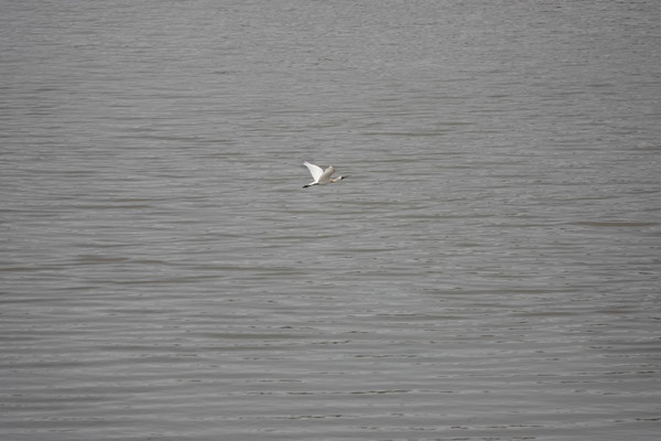 중립국수역을 오가는 저어새. [사진제공=에코코리아]