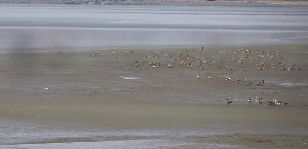 한강 하구 중립국수역의 개리. [사진제공=에코코리아]