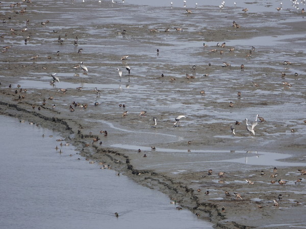 한강 하구 중립국수역의 재두루미와 개리. [사진제공=에코코리아]
