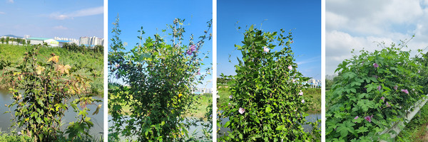 일산서구 장월평천 등에 있는 무궁화. 관리가 안돼 넝쿨과 잡초가 무궁화를 뒤덮었다.