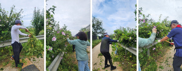 무궁화사랑 봉사단이 무궁화나무 주위의 잡초와 온갖 풀들을 걷어내고 있다.