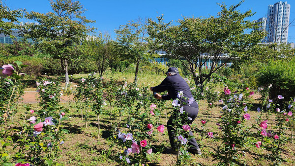 킨텍스에 활짝 핀 무궁화. 관심을 갖는다면 앞으로 더 큰 나무로 성장하고 풍성하게 꽃이 피어 있을 것이다.