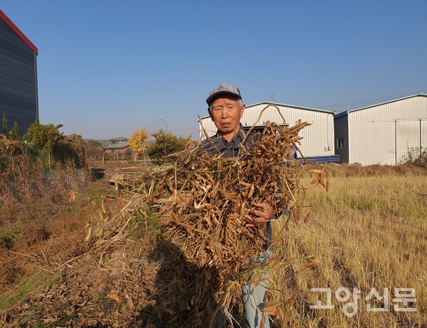 논두렁에서 이번 가을에 서리태콩을 수확하고 있다.