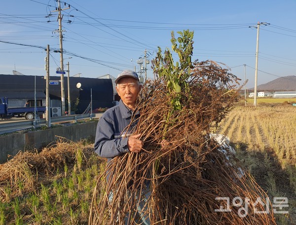 논두렁에서 이번 가을에 들깨를 수확했다.