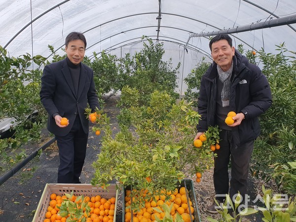 이용연 대표(오른쪽)와 권지선 농업기술센터 소장이 한라봉과 천혜향 수확을 하고 있다.