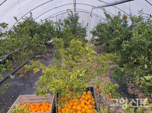 수확하는 날 밖에는 눈보라가 치고 기온이 뚝 떨어졌지만 30미터 단동 시설하우스 안은 따뜻했다.