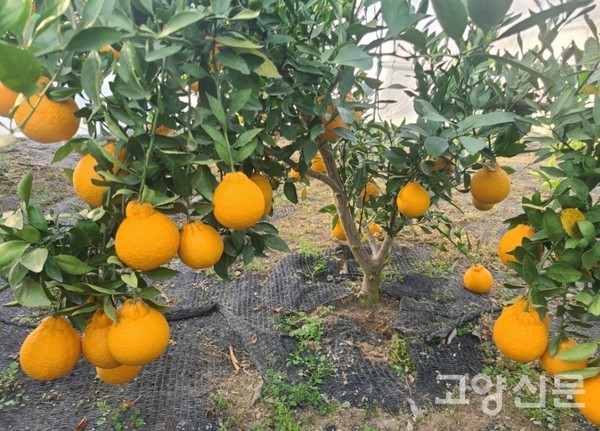 30미터 단동 시설하우스 안에 한라봉과 천혜향이 주렁주렁 열렸다.