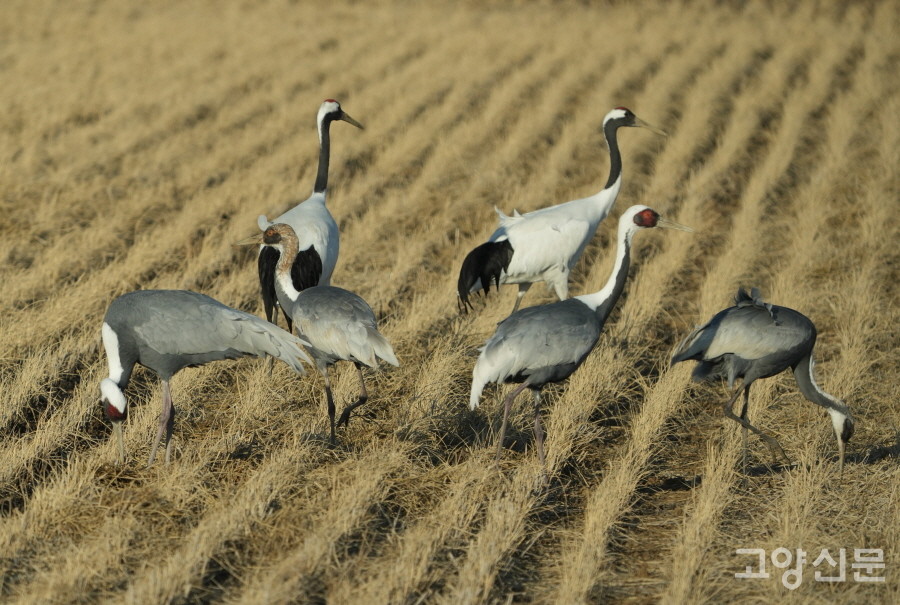 겨울이면 철원평야를 찾아오는 두루미와 재두루미 가족들. [사진=박경만 전문기자]