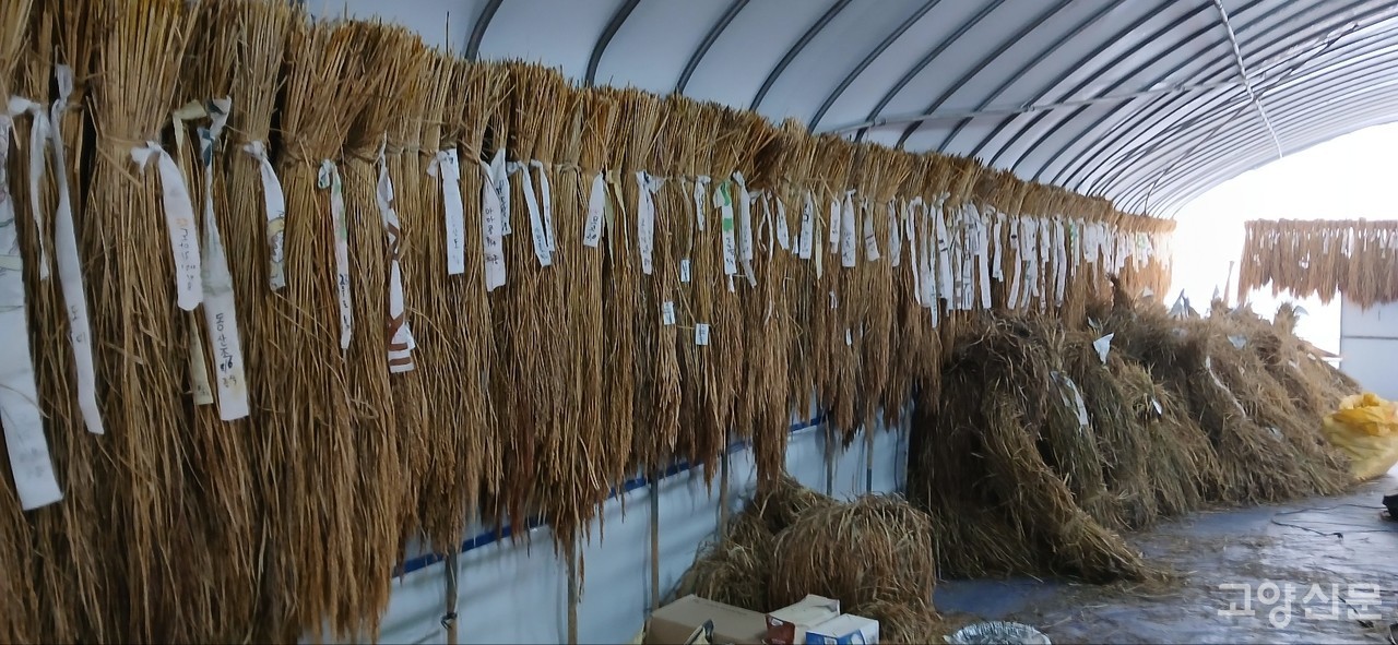 농장에 전시된 토종벼의 모습