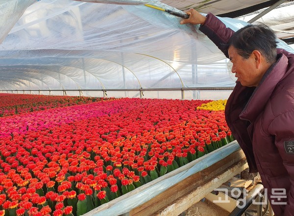 겨울에는 이중터널형 시설하우스에서 뿌리를 내리고 있다.