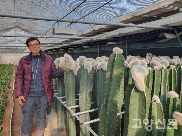 유통명 '밍크철화(기둥선인장)'은 가시가 클수록 삼각주 기둥 폭이 크다. 밍크철화는 서울 강남 등의 카페에서 인테리어로 관심 받고 있다.