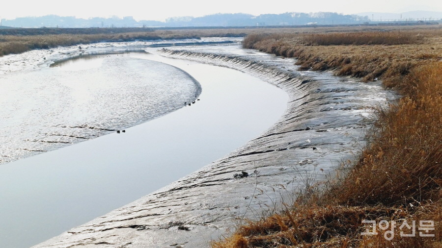 감조하천의 특성으로 인해 한겨울에도 얼지 않는 공릉천 하구 물길과 갯벌. 