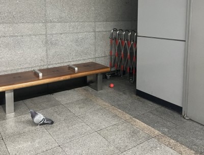 지하철 역사 안으로 들어온 비둘기. [사진=김수지]