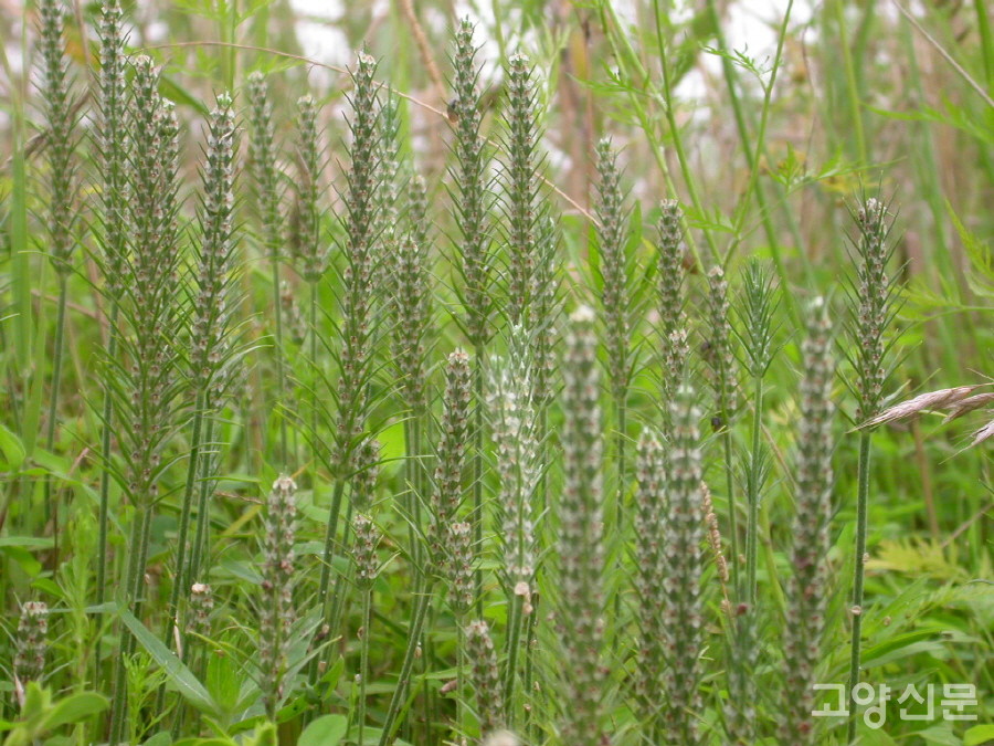 2004년 긴포꽃질경이. [사진=에코코리아]