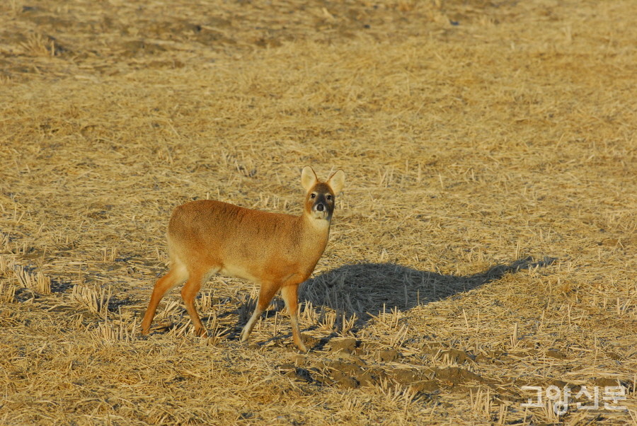 2006년 장항습지에서 마주친, 곁을 가까이 주는 고라니. [사진=에코코리아]